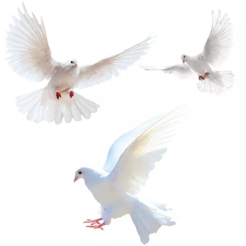 Peace Dove Wall Stickers for L - Tiny Home Bathroom Kit recension och pris